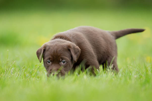 istock Brown labrador retriever puppy 503328366