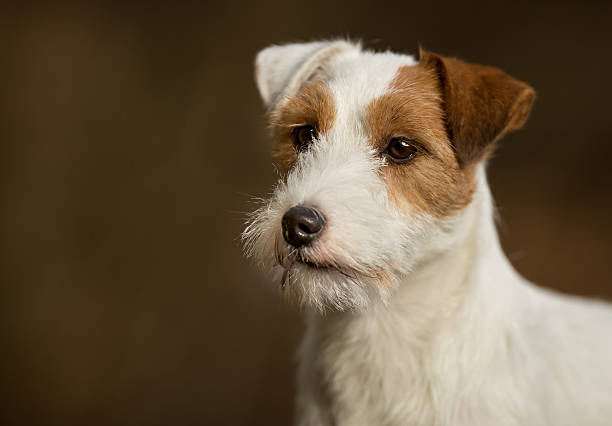 istock Purebred Jack Russell Terrier dog 503328534