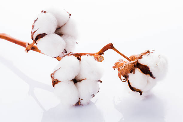 コットンのオーガニック布地 - cotton flower textile macro ストックフォトと画像