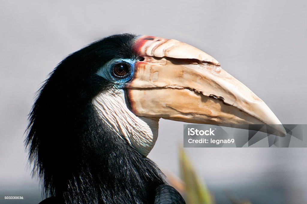 Papuan hornbill Portrait of a Papuan hornbill Animal Body Part Stock Photo