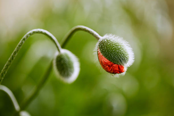 istock Poppy flower and closed buds 503330342