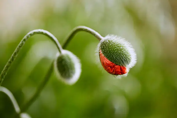 Poppy flower and closed buds