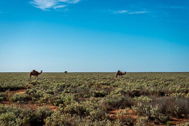 Camel Nullarbor Plain stock photo