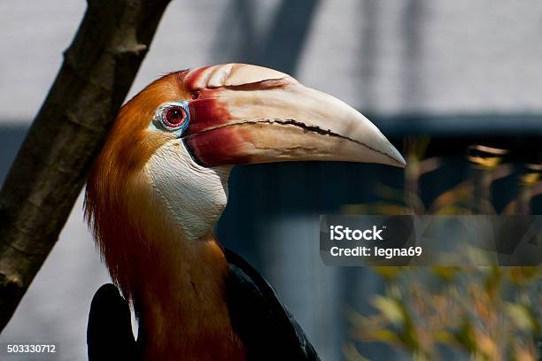 Rufous Papuan Kalao Rhyticeros Plicatus Stock Photo - Download Image Now - Solomon Islands, Animal Body Part, Animal Eye