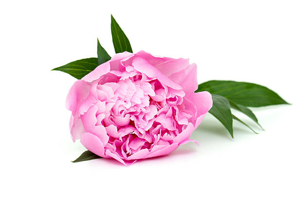 istock pink peony isolated on white background 503331044