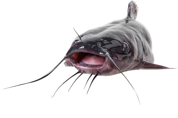 Channel catfish Channel catfish catfish close up, isolated on white background with clipping paths sheatfish stock pictures, royalty-free photos & images