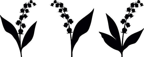 Black silhouettes of lily of the valley flowers. Vector illustration. Set of three vector black silhouettes of lily of the valley flowers on a white background. lily of the valley stock illustrations