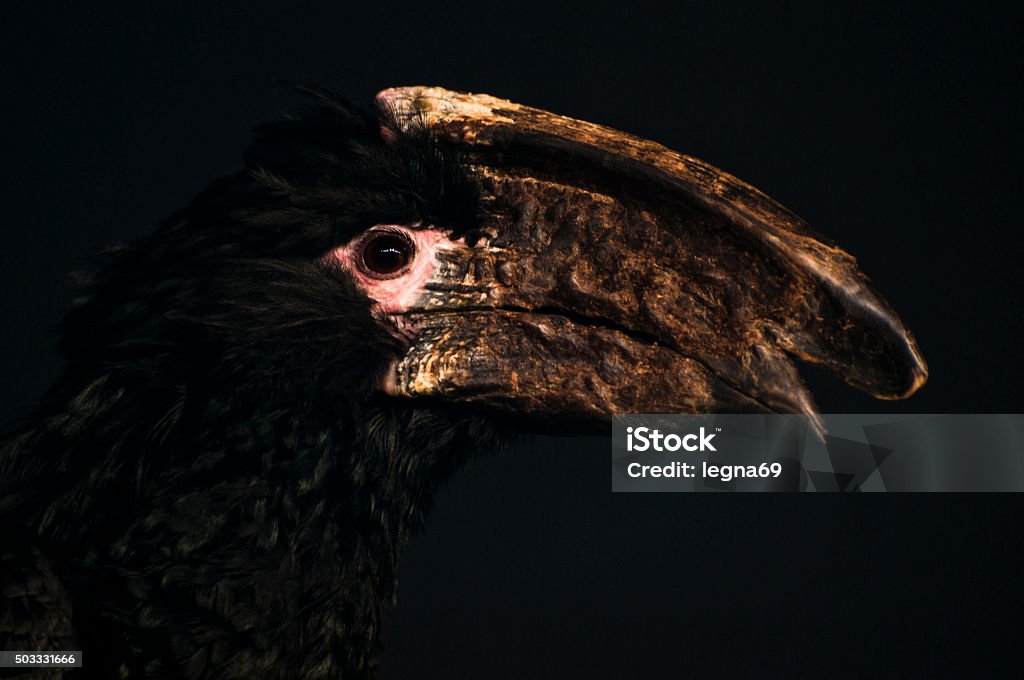 hornbill Portrait of a hornbill, on a black background  Animal Body Part Stock Photo