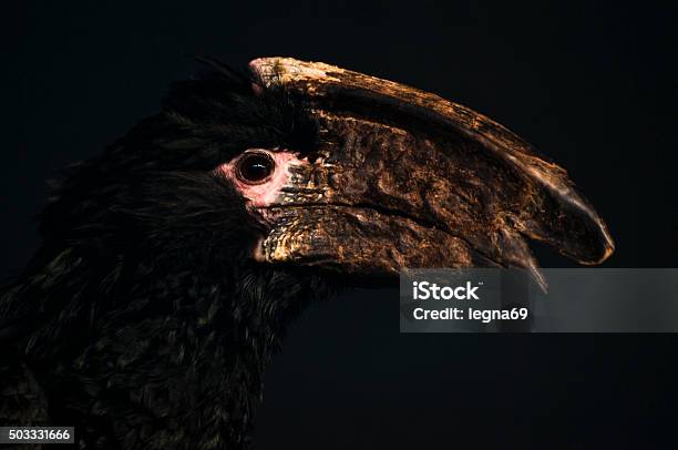 Hornbill Stock Photo - Download Image Now - Animal Body Part, Animal Eye, Animal Head