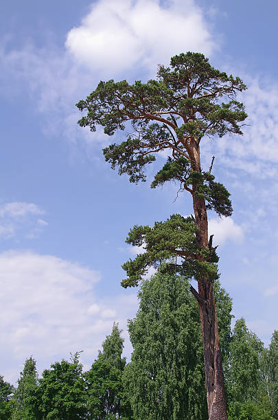 istock High pine against the sky. 503331846