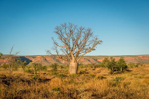 Baobab Tree stock photo