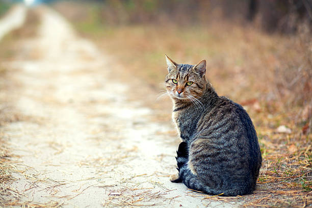 istock Cat sitting on the dirt rural road 503332270