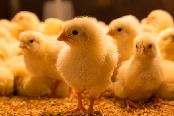 un giorno di vecchi polli - young bird poultry chicken livestock foto e immagini stock