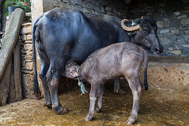 Young water buffalo suckling on a small farm in Nepal.