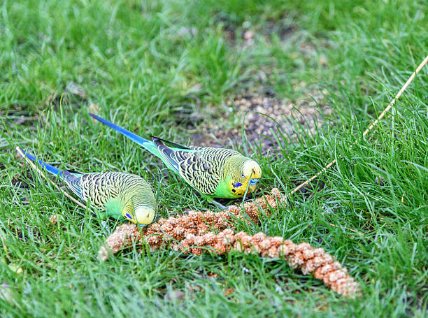 istock Two wavy parrot peck seeds 503332822