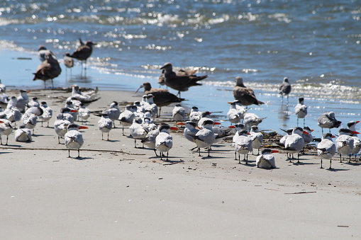 Caspian Terns at Holden Beach, North Carolina