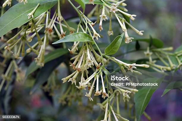 Cestrum Nocturnum Stock Photo - Download Image Now - Jasmine, Night-Blooming Cereus, Botany