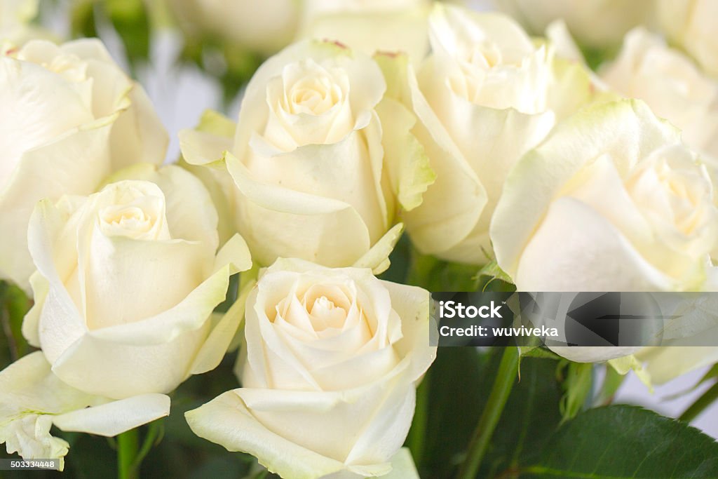 Roses white roses Rose - Flower Stock Photo