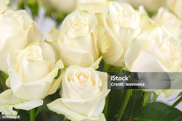 Roses Stock Photo - Download Image Now - Rose - Flower, White Color, Bouquet