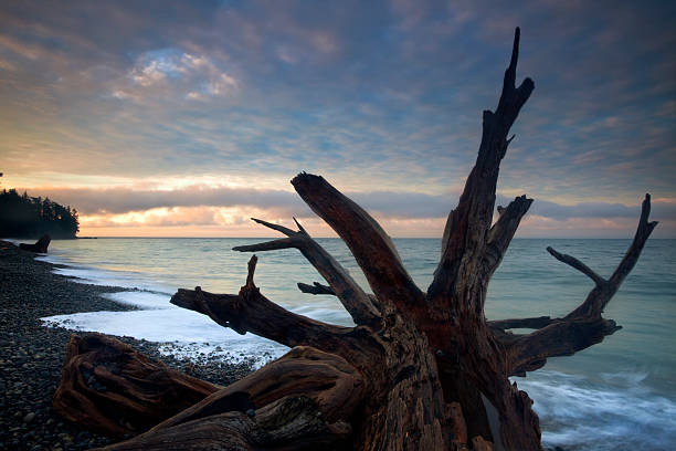 Whole tree driftwood washed up on a seaside beach that is actually a long sandbar. Taken on a clear and sunny day, you can see the wood has been bleached from the sun. You can also see Round stones in the beach sand and a small surf that is lapping the waters edge on the shore. The ocean water is a pretty blue-green and the horizon reveals a blue sky with a few clouds. The sun casts interesting shadows and enhances the texture of the weathered wood. A tranquil and beautiful marine landscape. - Taken at the Dungeness Spit in Washington State. = A great tidal marine backdrop shot taken in the outdoors.