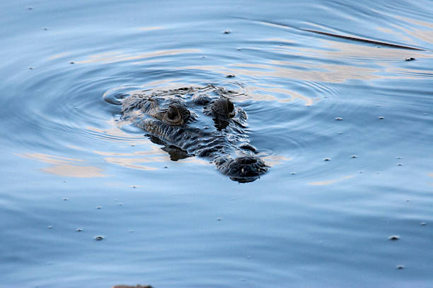 istock Wild caiman Guatemala's Maya Biosphere Reserve lake copy space 503334694