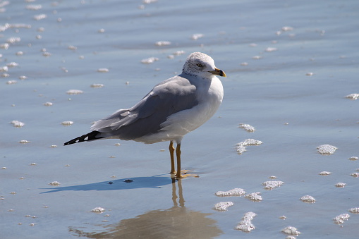Ringed billed gull at Holden Beach, North Carolina