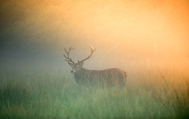istock Red deer stag in the mist 503334896