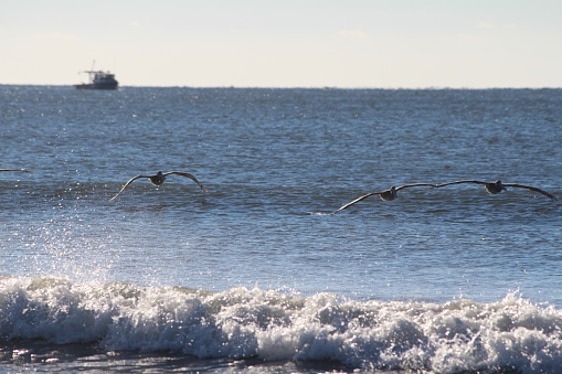 Brown pelicans at Holden Beach, North Carolina