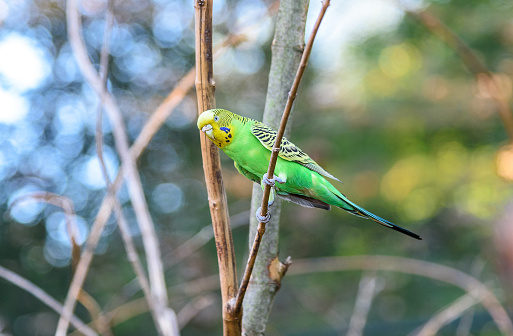 Budgerigar australian of natural coloration is sitting on a branch. Closeup. Melopsittacus undulatus