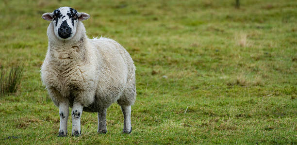 istock Woolly Sheep Standing On Green Grass Staring Into Camera. 503335878
