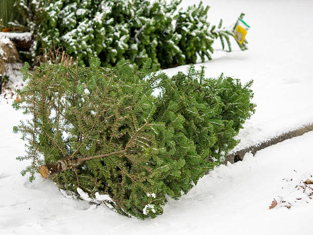 istock Christmas Trees Snow Recycle Fundraiser Dispose By Curb 503335940