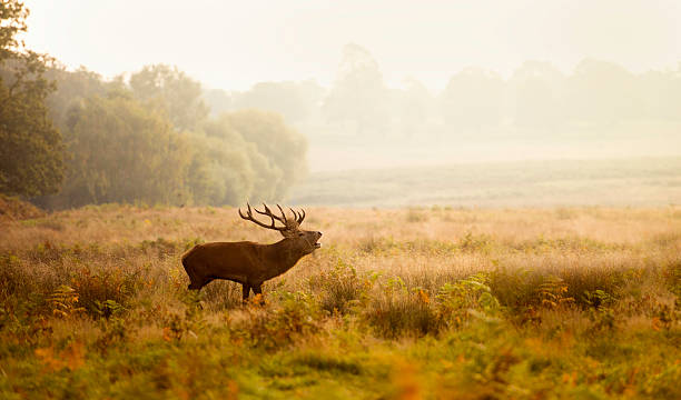 istock Red deer stag bellowing during the rut 503336608