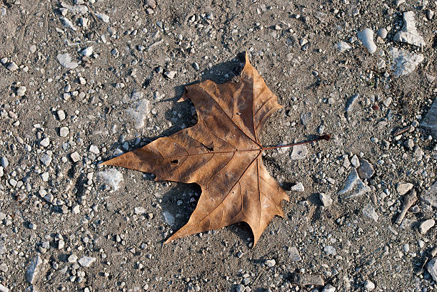 Background constist of various autumn leaves