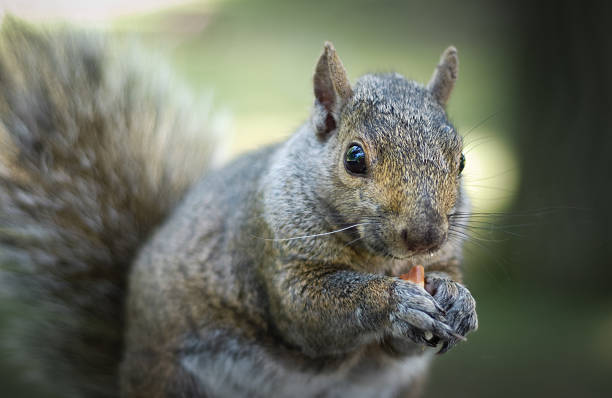 istock Hungry squirrel comes around to get free peanuts. 503336962