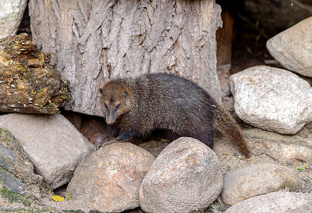 istock Crossarchus obscurus is small and very social 503337064