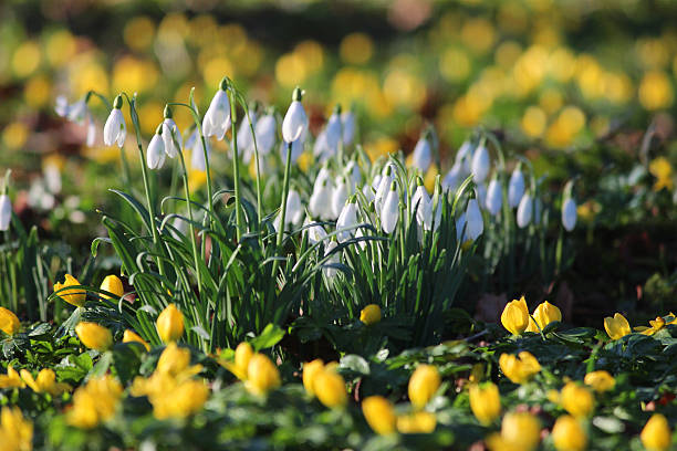 Image of white flowering snowdrop bulbs in winter aconite carpet Photo showing clumps of snowdrops growing amongst the yellow flowers of winter aconite that are spread over a woodland, garden lawn.  Both these plants are a particularly popular spring flower, as they bloom early, at the end of the winter / beginning of spring. snowdrops in woodland stock pictures, royalty-free photos & images