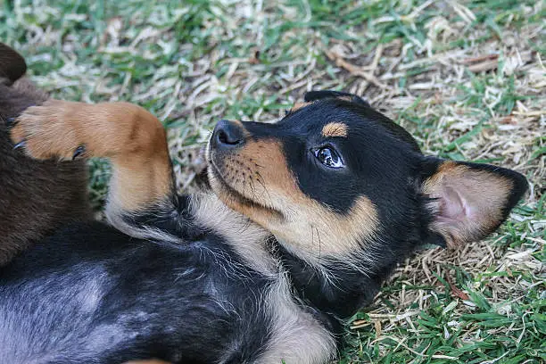 Cute black and tan Australian kelpie sheep dog puppy rolling over on back.