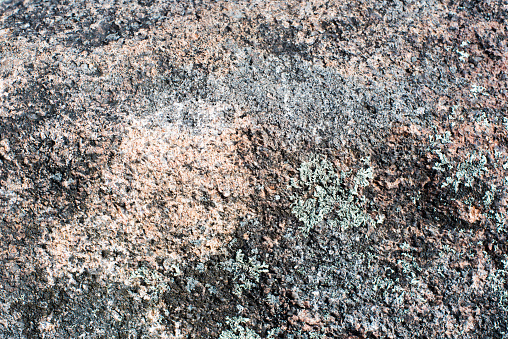 Adirondack Lichens grow on rocks