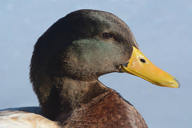 istock Portrait of Mixed breed duck 503339640