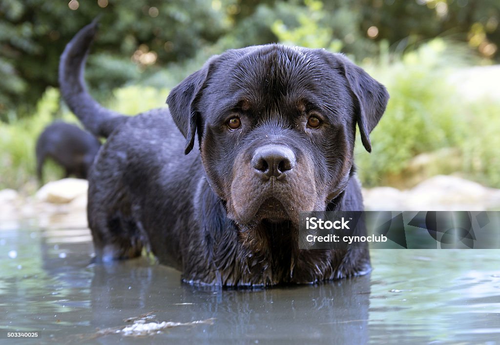 swimming rottweiler portrait of a purebred swimming rottweiler in a river Animal Stock Photo