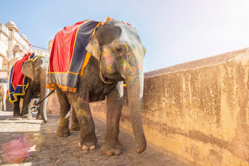 Indian Elephants at the entrance to Amber Fort, one of the major tourist spots and famous landmarks in Rajasthan. Amber Fort, Jaipur, Rajasthan, India.