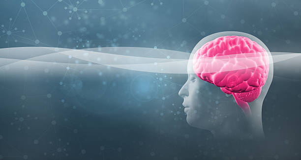 istock Human head with visible brain and brainwaves, connections 503341057