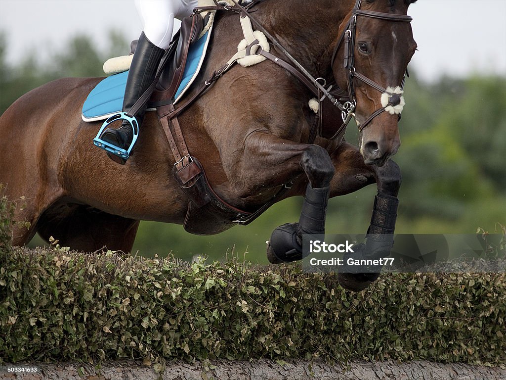Foto de Cavalo Pulando Uma Cerca e mais fotos de stock de Cross-country  equestre - Cross-country equestre, Cavalo - Família do cavalo, Cavalgar -  iStock