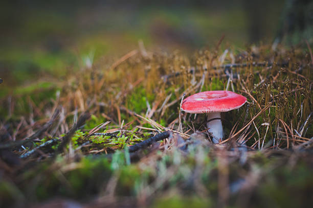 istock Amanita in the forest 503341701