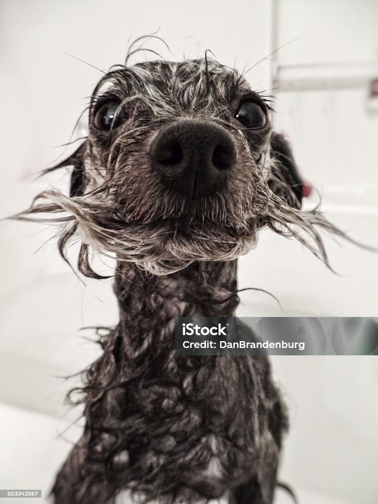 Hässlich Scruffy Hund - Lizenzfrei Hund Stock-Foto