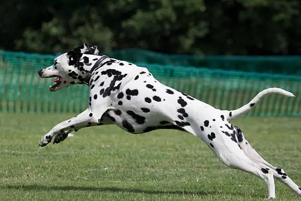 Photo of Dalmatian Dog running