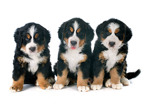 istock puppies bernese moutain dog 503342485