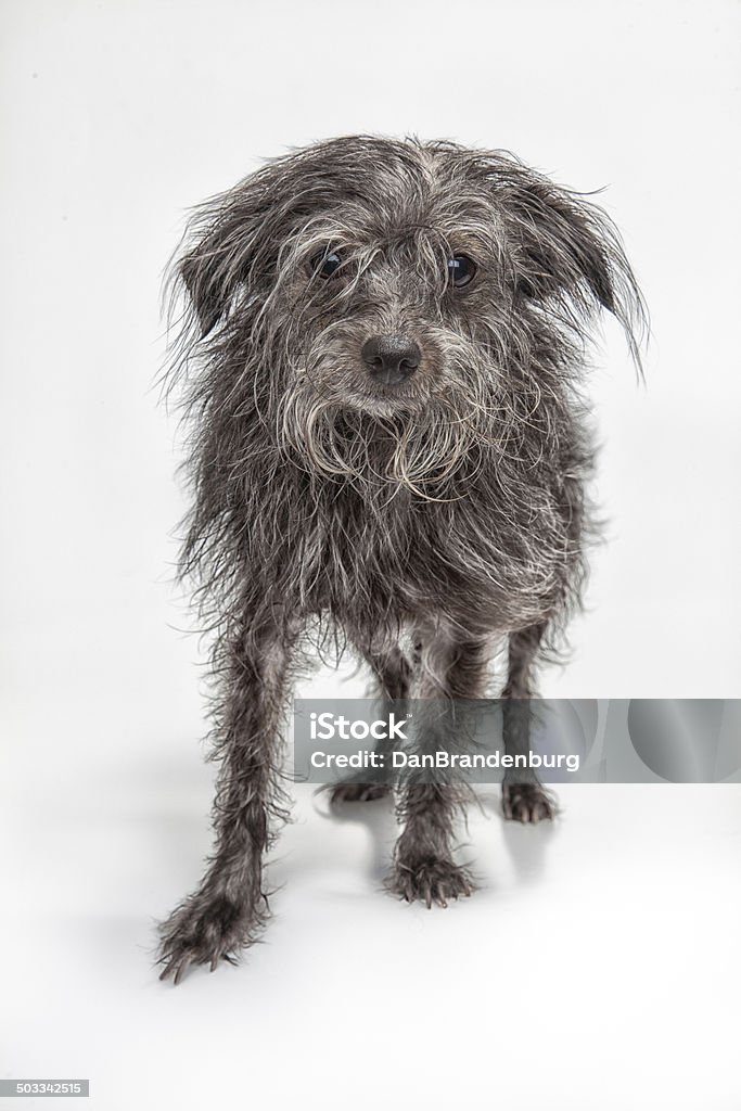 Уродливый Scruffy собака - Стоковые фото Беспорядок роялти-фри