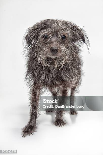 Уродливый Scruffy Собака — стоковые фотографии и другие картинки Беспорядок - Беспорядок, Вертикальный, Волосы животного