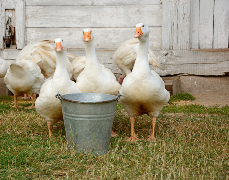 Three white ducks standing around a metal bucket on a organic poultry farm.